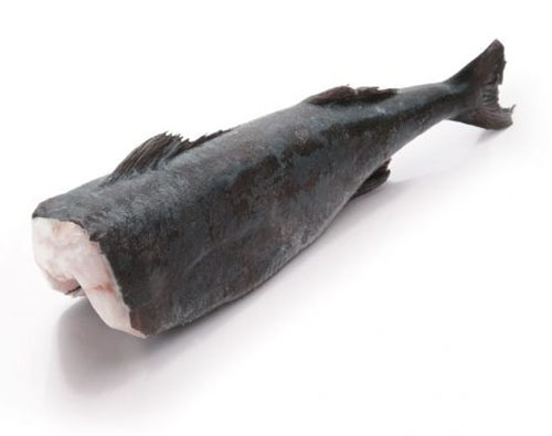Black Cod